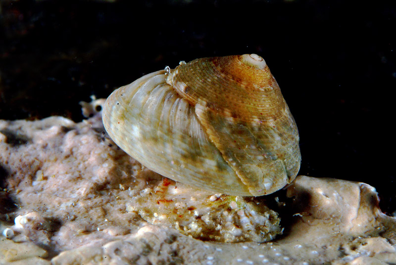 Gibbula varia